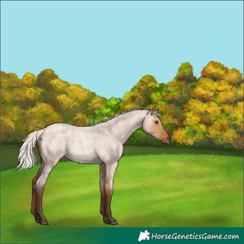 Horse Color:Silver Bay Roan Dun Rabicano 