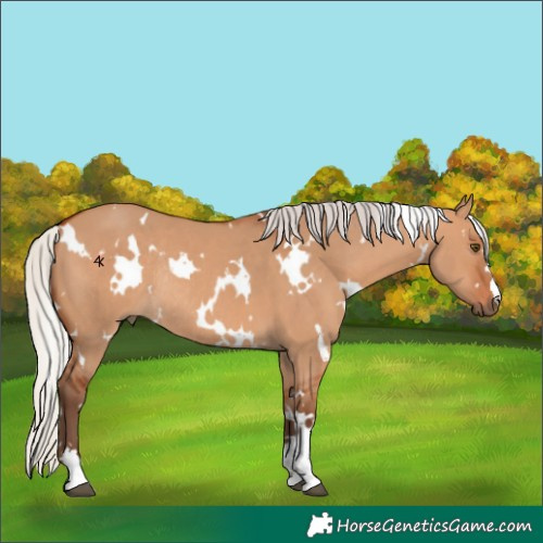 Horse Color:White Spotted Silver Bay Dun Rabicano 