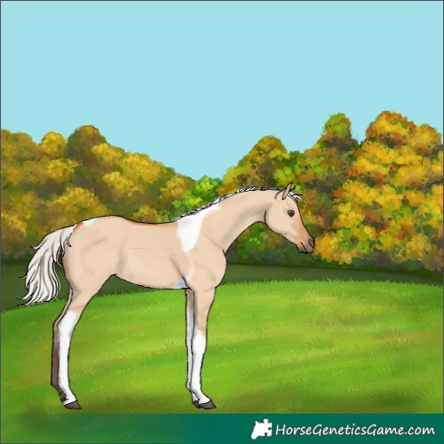 Horse Color:Silver Bay Dun Tobiano Rabicano 