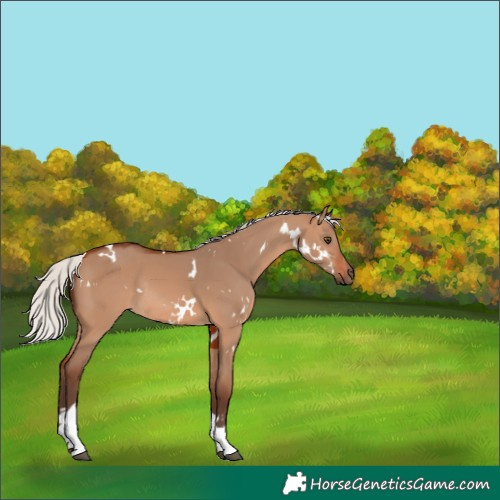 Horse Color:White Spotted Silver Brown Dun Tobiano Rabicano 