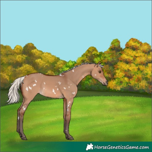 Horse Color:White Spotted Silver Bay Dun Rabicano 