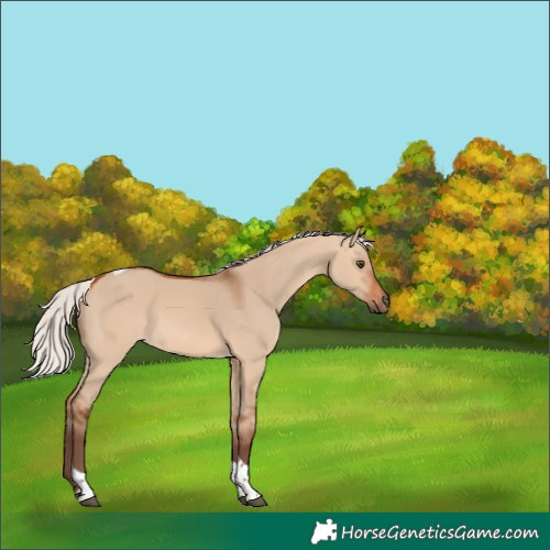 Horse Color:Silver Bay Dun Tobiano Rabicano 