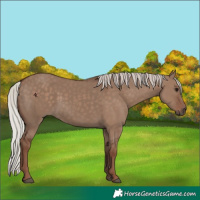 Horse Color:Silver Grullo Rabicano 
