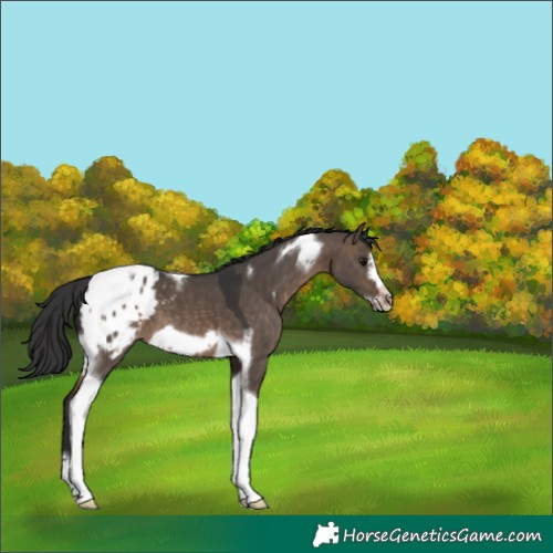 Horse Color:Brown Dun Tobiano Frame Appaloosa 