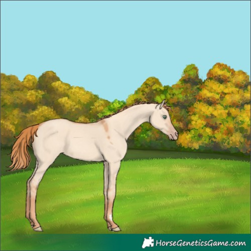 Horse Color:Gold Champagne Dun 