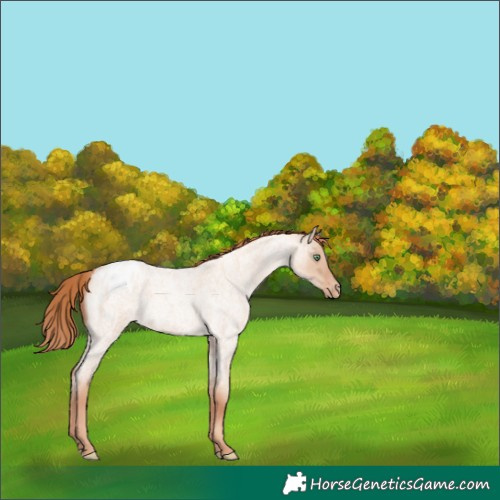 Horse Color:Gold Champagne Roan Dun Appaloosa 