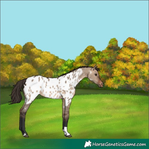 Horse Color:Brown Dun Tobiano Appaloosa 