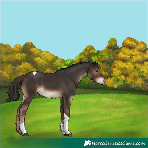 Horse Color:Liver Chestnut Tobiano 
