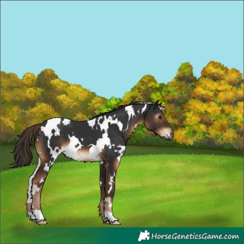 Horse Color:Gray White Spotted Liver Chestnut 