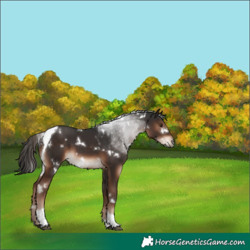 Horse Color:White Spotted Liver Chestnut Tobiano 