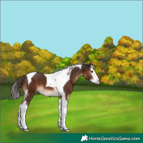 Horse Color:Liver Chestnut Splash Tobiano 