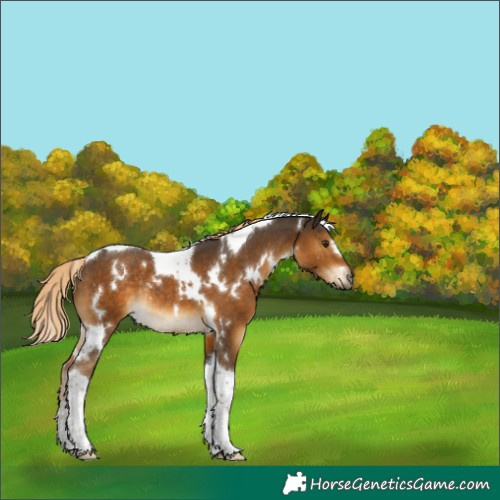 Horse Color:White Spotted Chocolate Palomino Tobiano Rabicano 