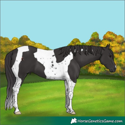 Horse Color:Smoky Black Tobiano 