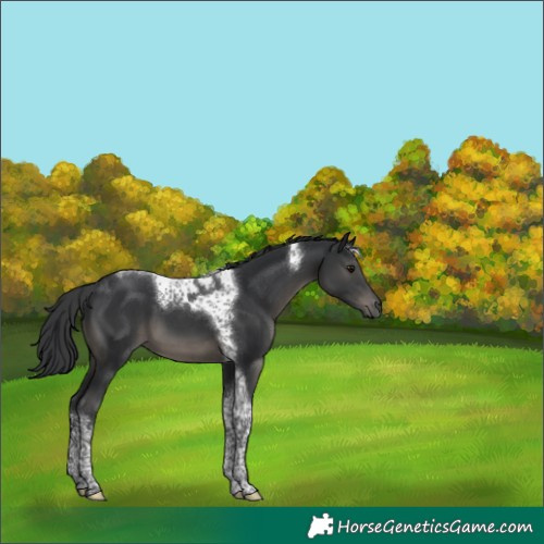 Horse Color:Black Tobiano 