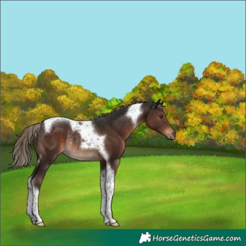 Horse Color:Liver Chestnut Tobiano Rabicano 