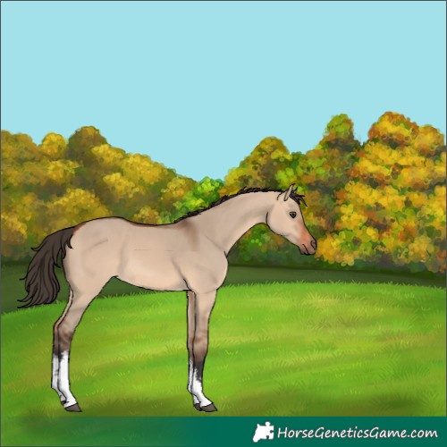 Horse Color:White Spotted Bay Dun 