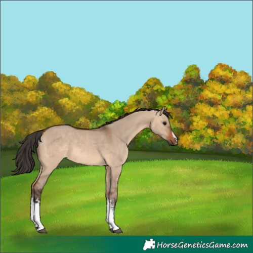 Horse Color:White Spotted Bay Dun 