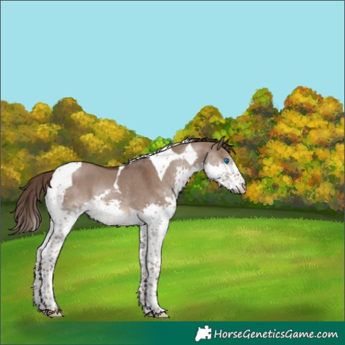 Horse Color:Liver Red Dun Splash Tobiano Rabicano 