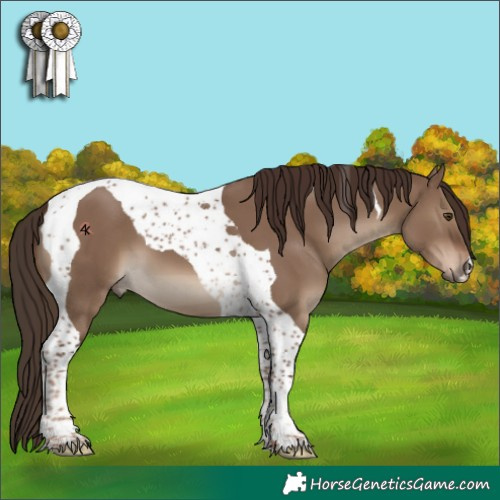 Horse Color:Liver Red Dun Tobiano 