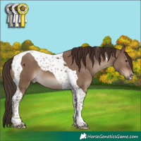 Horse Color:Liver Red Dun Tobiano 