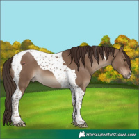 Horse Color:Liver Red Dun Tobiano 