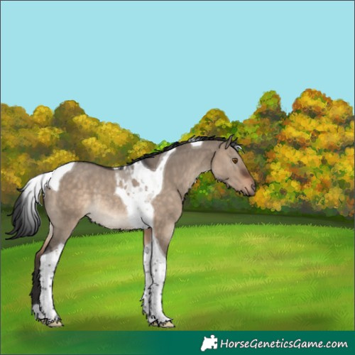 Horse Color:Brown Dun Tobiano Rabicano 