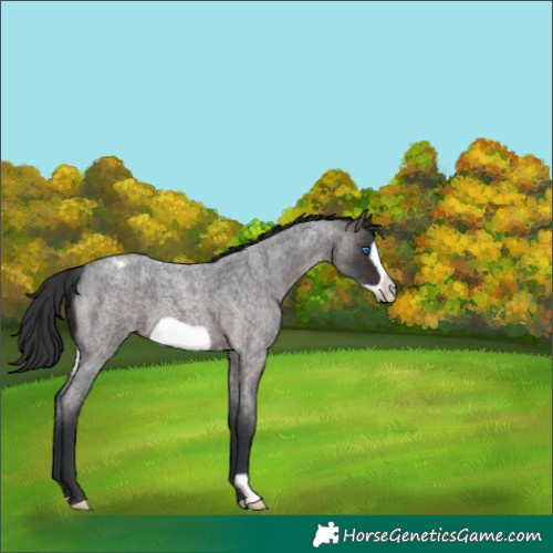 Horse Color:Brown Roan Frame Appaloosa 