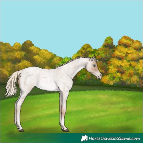 Horse Color:Chocolate Palomino Roan Pearl Appaloosa 