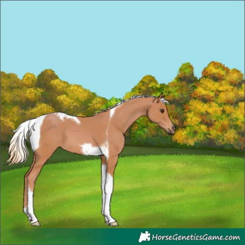 Horse Color:Chestnut Tobiano 