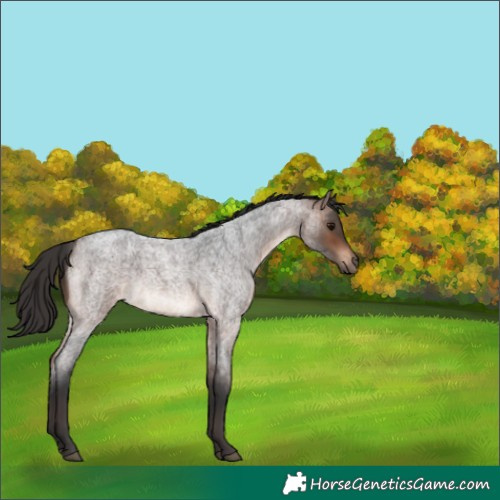Horse Color:Bay Roan 