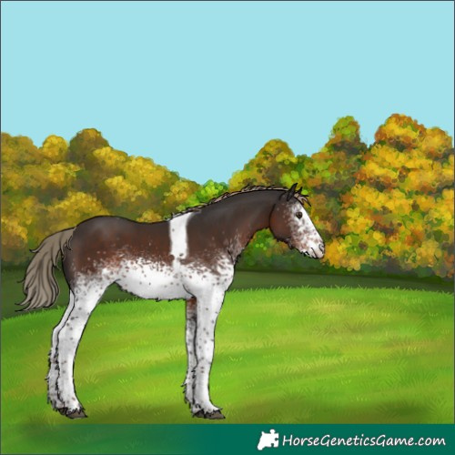 Horse Color:White Spotted Liver Chestnut Tobiano 