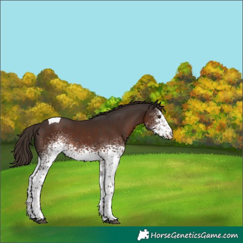 Horse Color:White Spotted Liver Chestnut Tobiano 