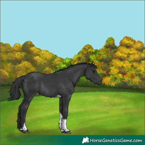 Horse Color:Black Tobiano Rabicano 