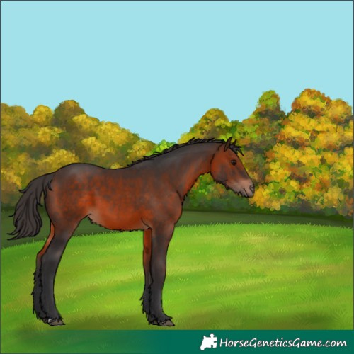 Horse Color:Brown 