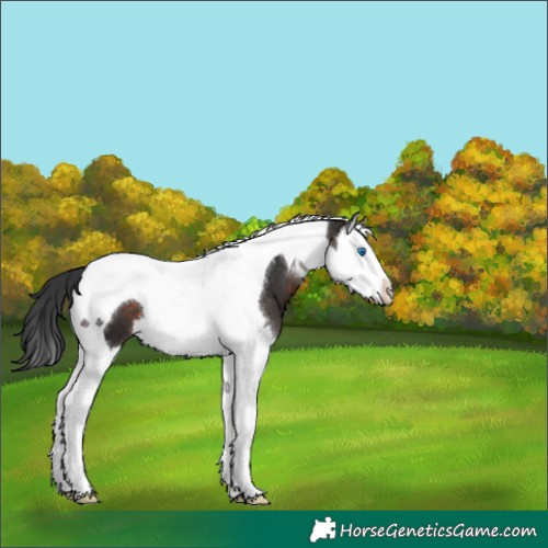 Horse Color:Brown Splash Tobiano 