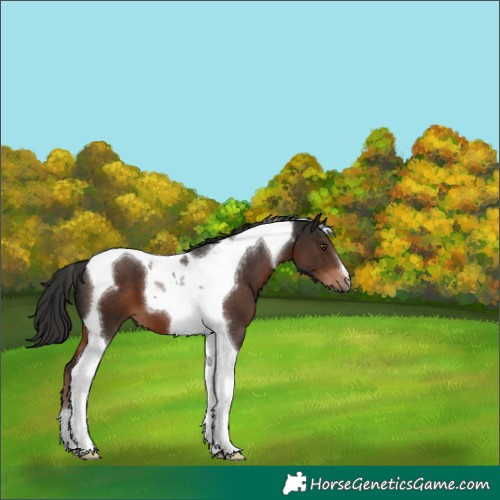 Horse Color:Liver Chestnut Tobiano 
