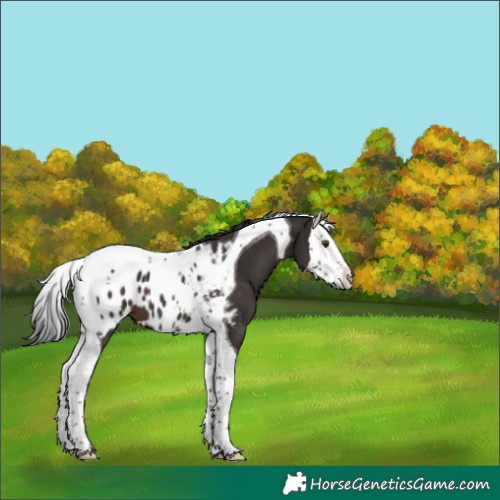 Horse Color:Liver Chestnut Splash Tobiano Appaloosa 