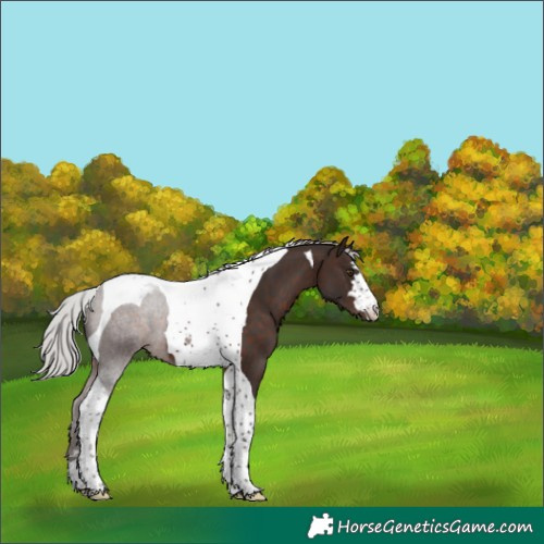Horse Color:Silver Brown Tobiano Appaloosa 