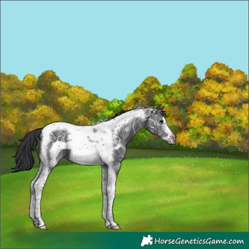 Horse Color:Black Ice Tobiano Frame 