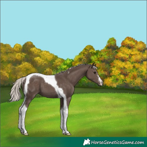 Horse Color:Silver Black Tobiano 