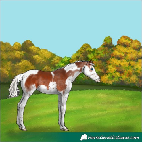 Horse Color:Silver Brown Sabino Splash Tobiano 