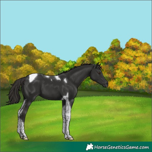 Horse Color:Liver Chestnut Tobiano 