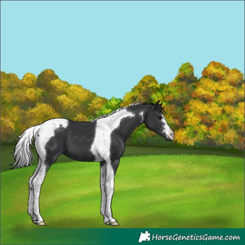 Horse Color:Black Tobiano 