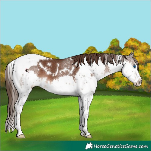 Horse Color:Unknown 