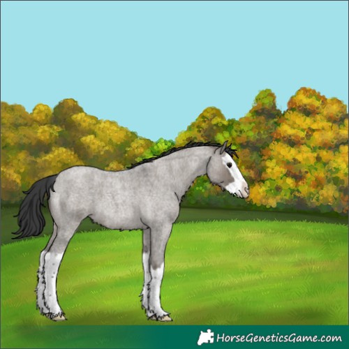 Horse Color:Grullo Roan Splash 