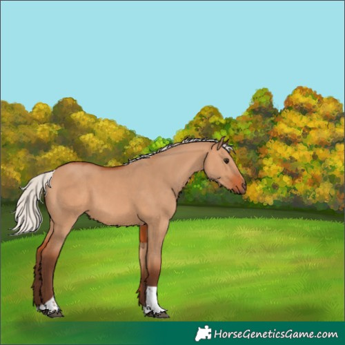 Horse Color:Silver Bay Dun Tobiano 