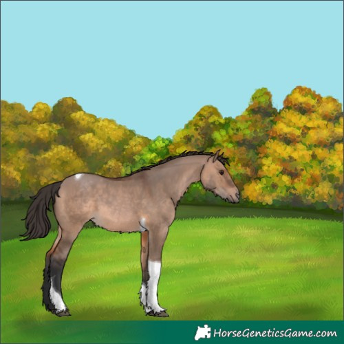 Horse Color:Brown Dun Tobiano 