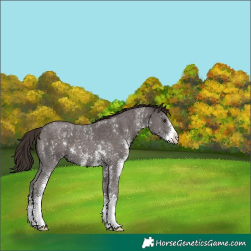 Horse Color:Liver Chestnut Sabino 
