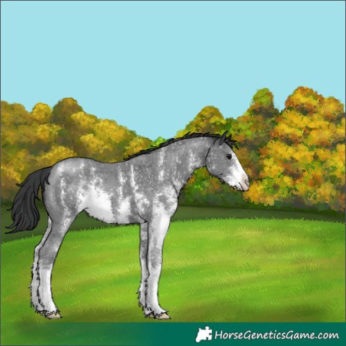 Horse Color:Black Sabino 