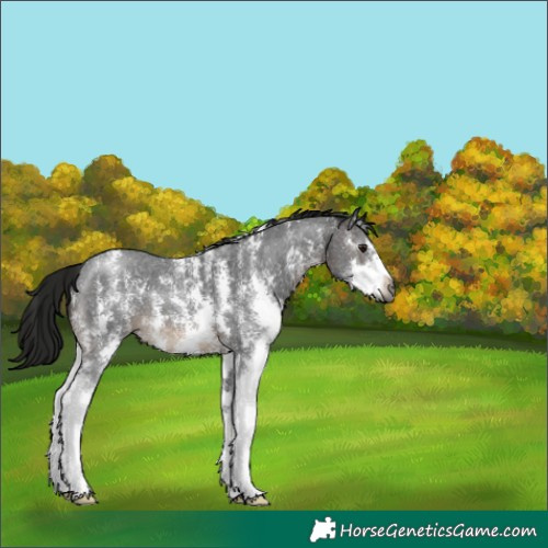 Horse Color:Gray Brown Sabino 
